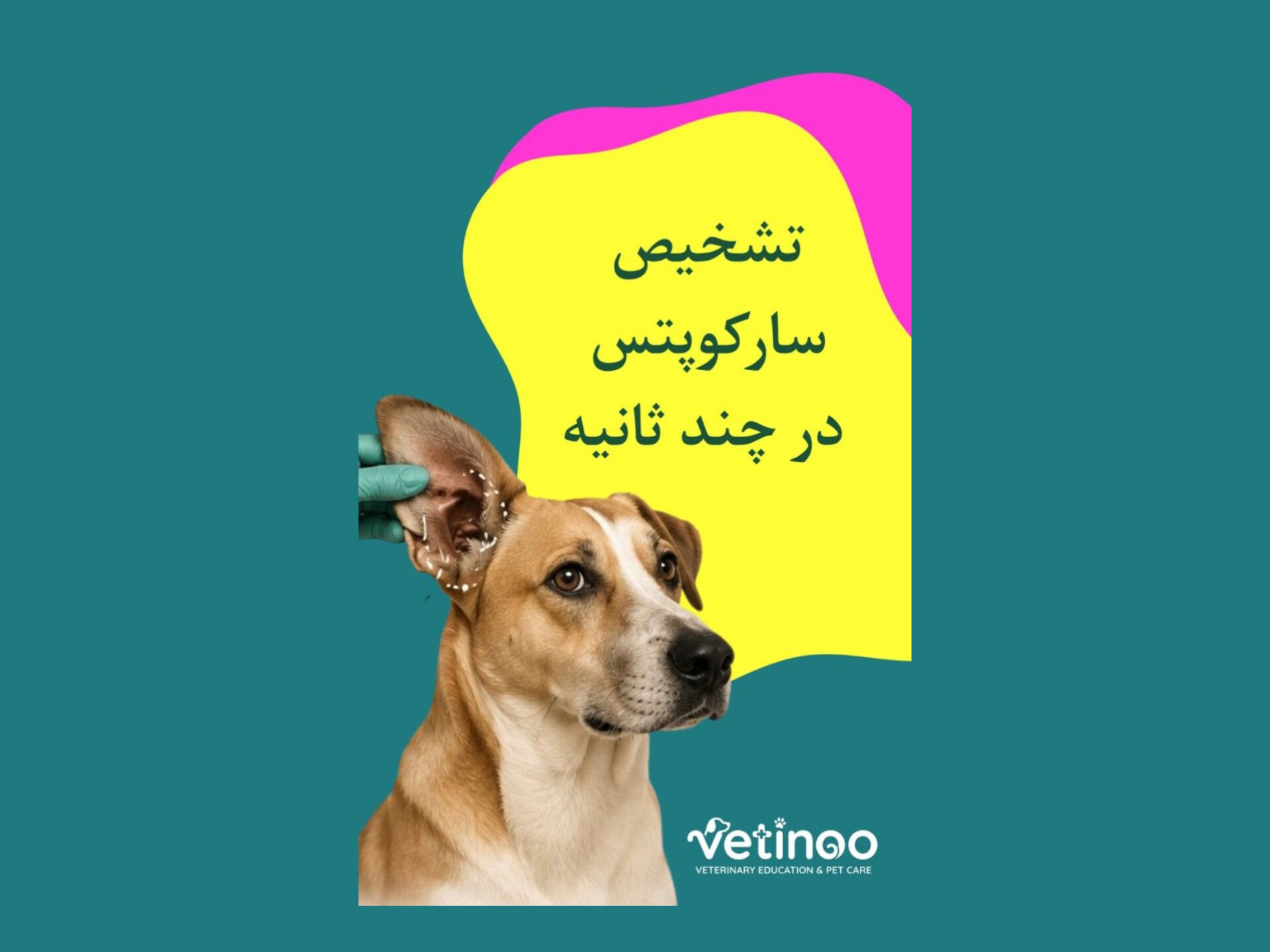در چند ثانیه جرب سارکوپتس را تشخیص دهید!!