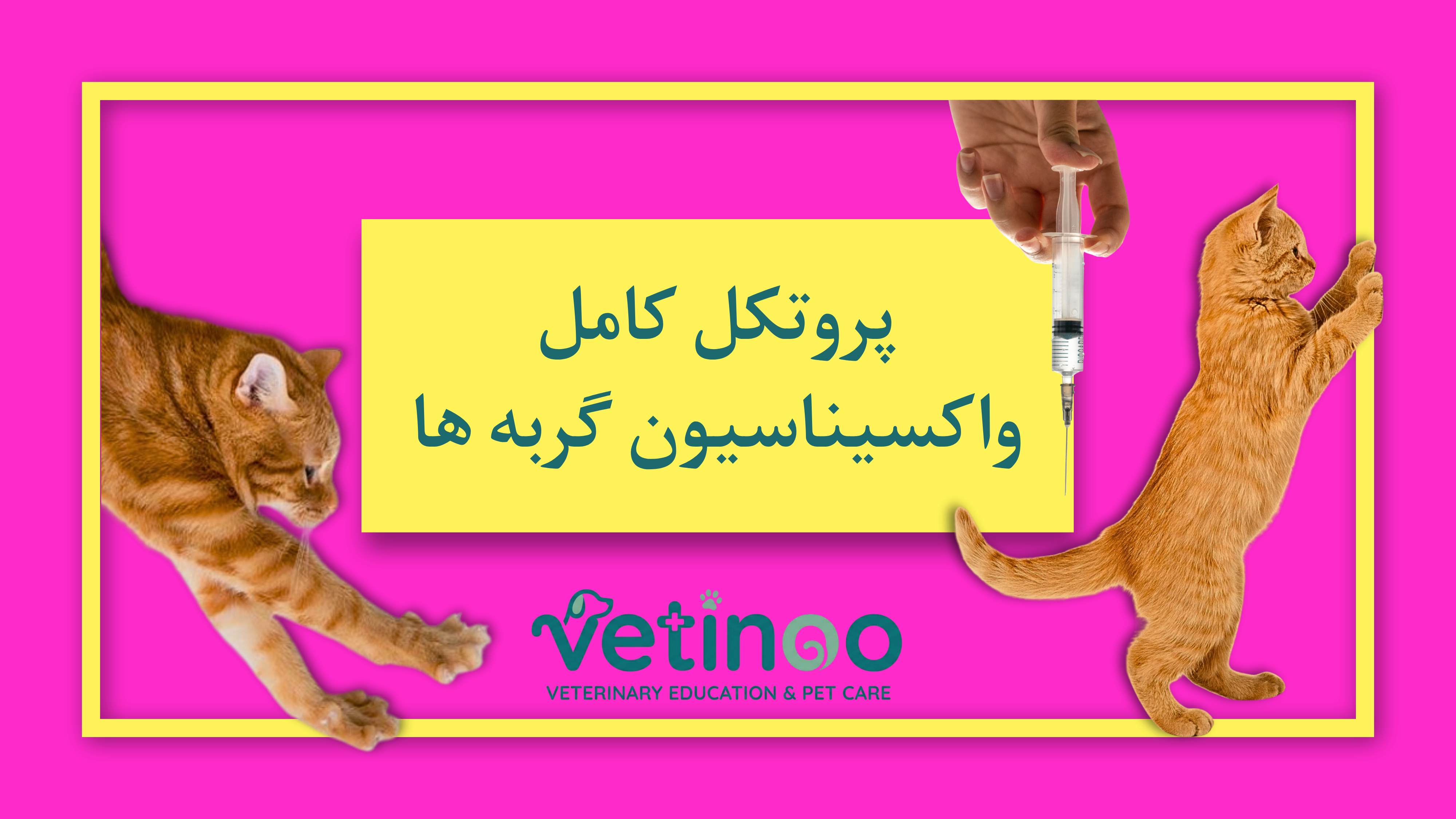 پروتکل کامل واکسیناسیون گربه ها